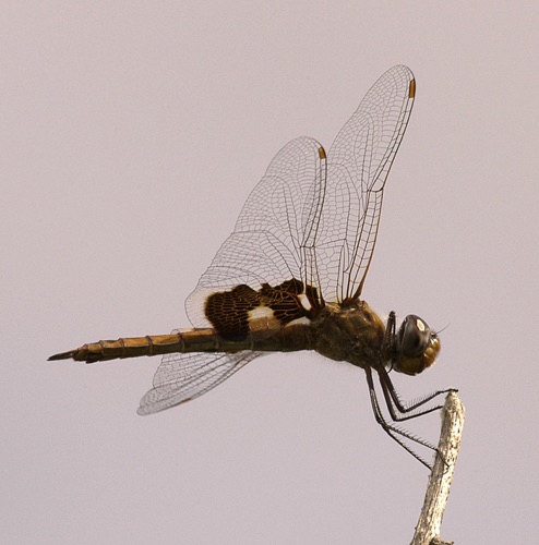 Female
30 Oct 2005  TX